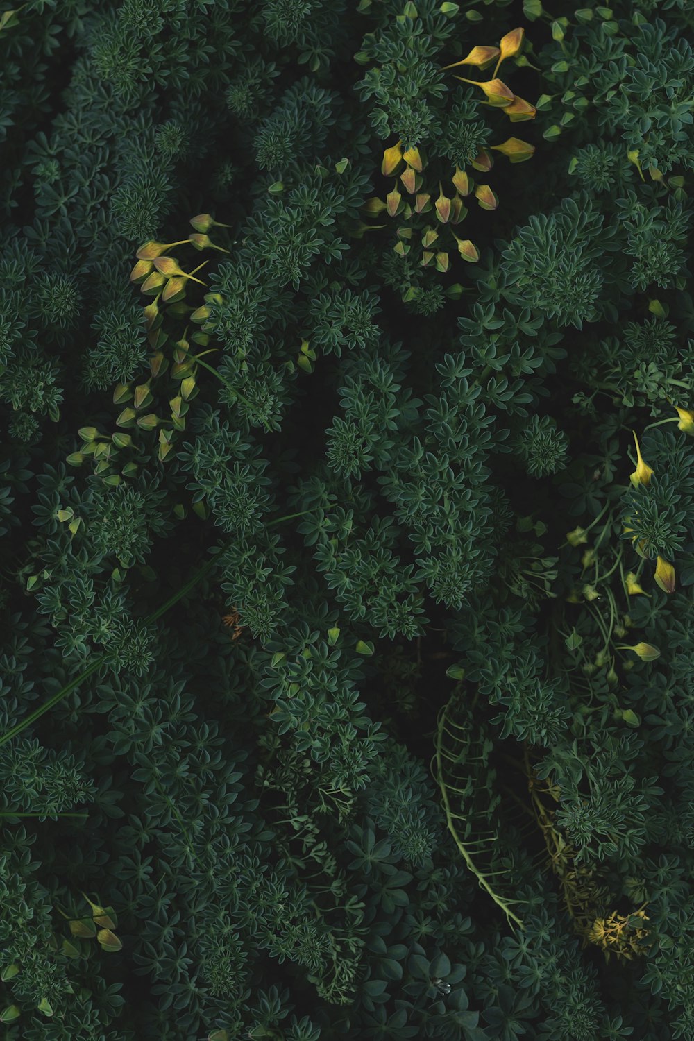 selective focus photography of green-leafed plants