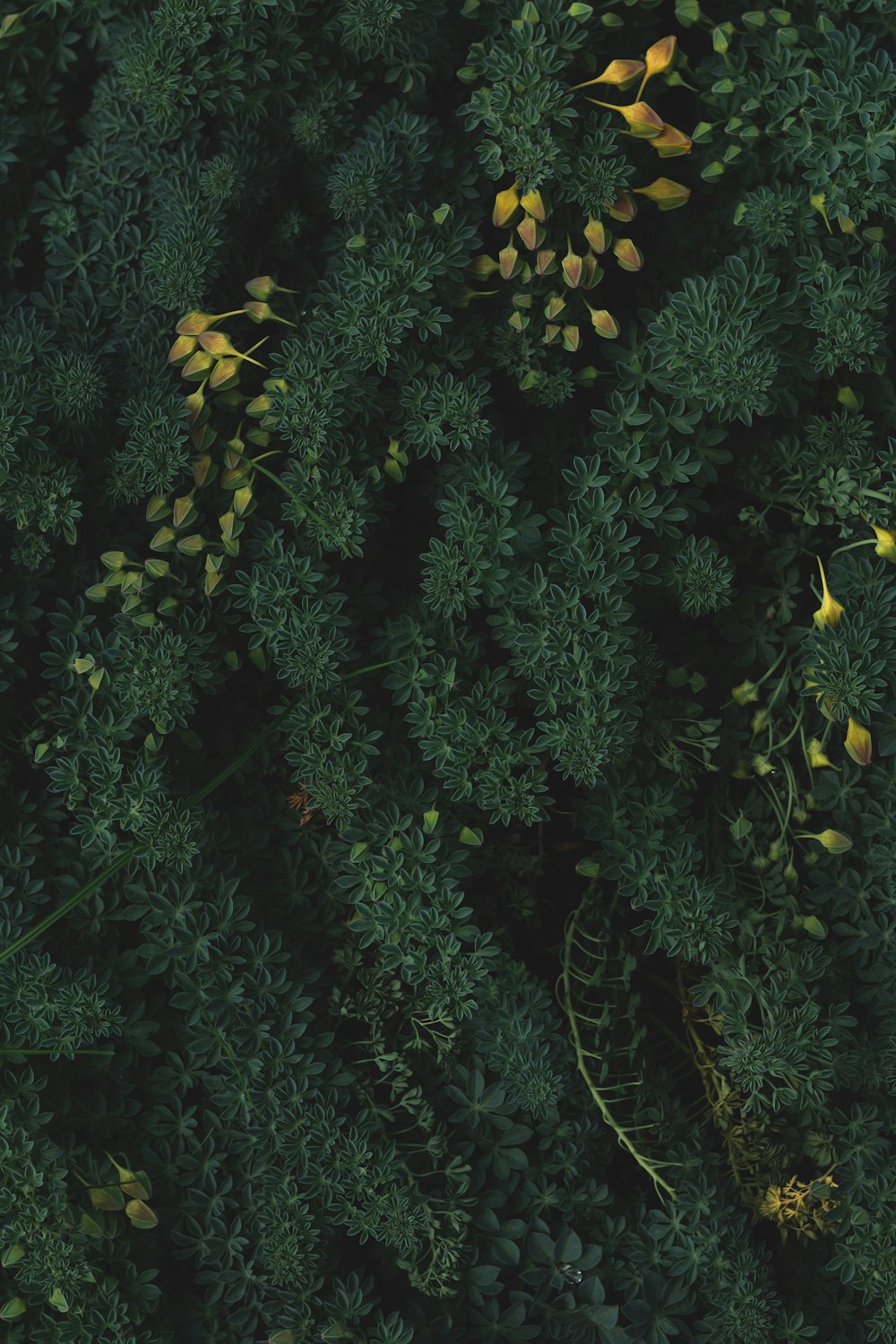 Selektive Fokusfotografie von grünblättrigen Pflanzen