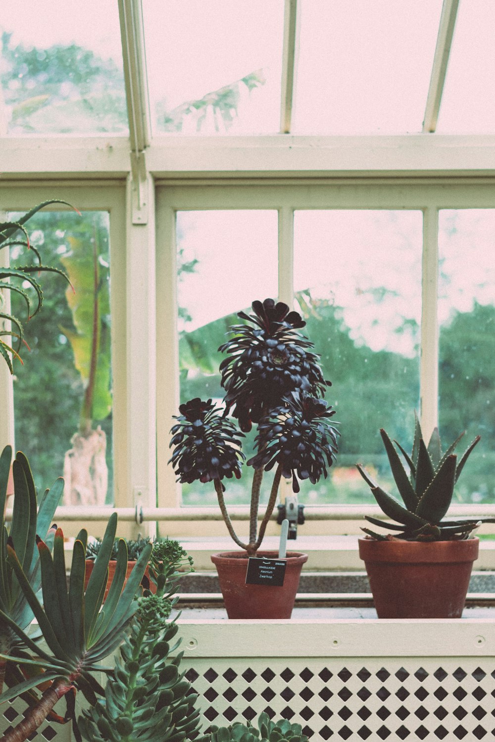 pots of plants beside windows