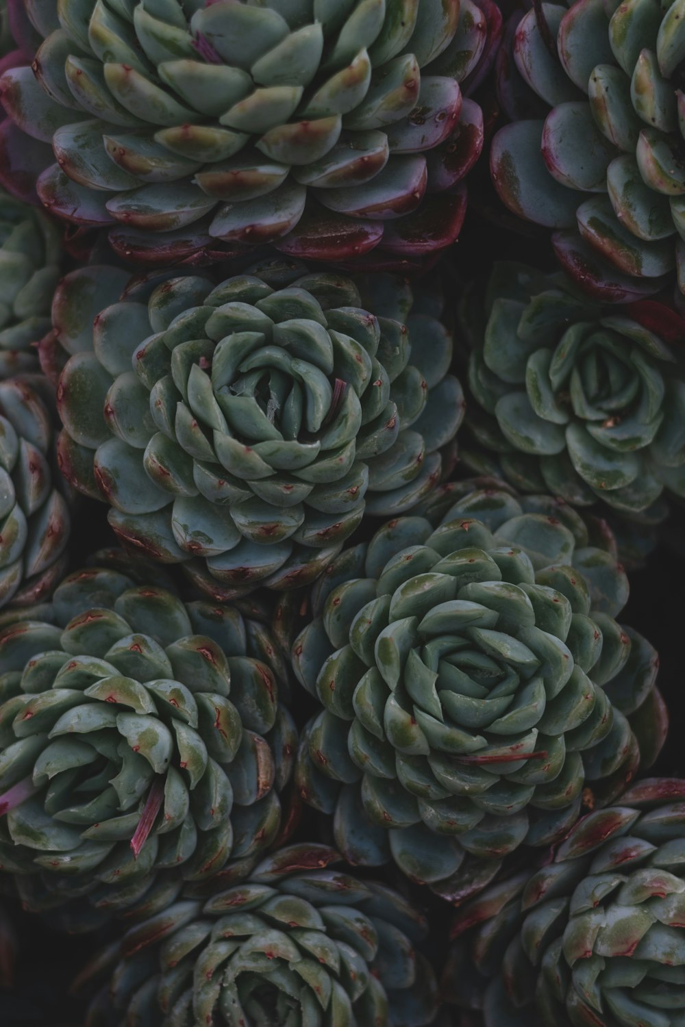 a close up of a bunch of succulents