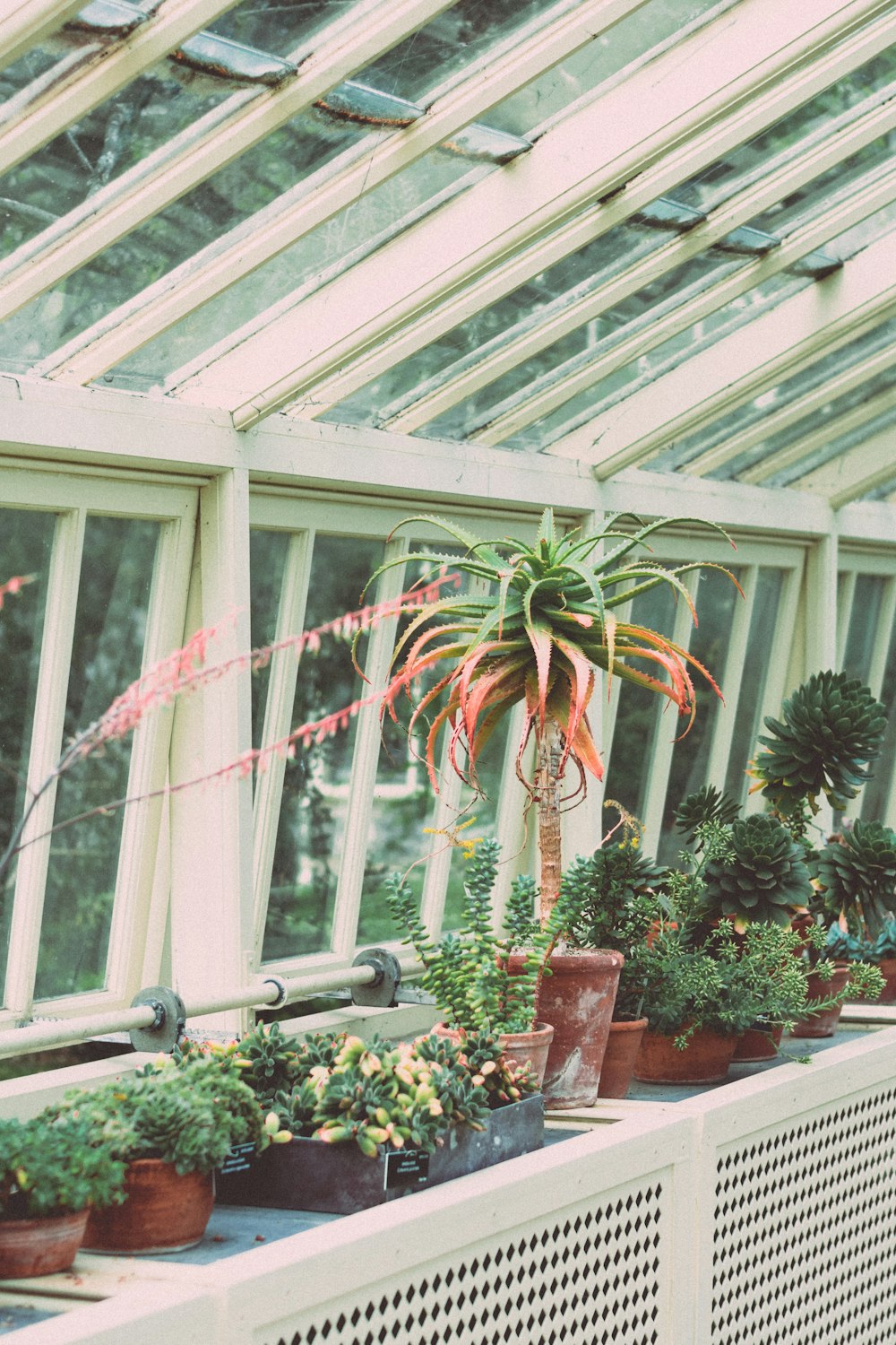 green leafed plants