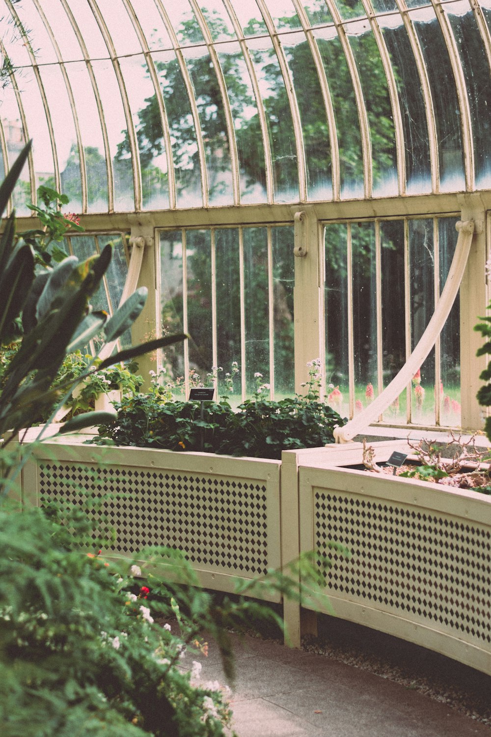 green leafed plants