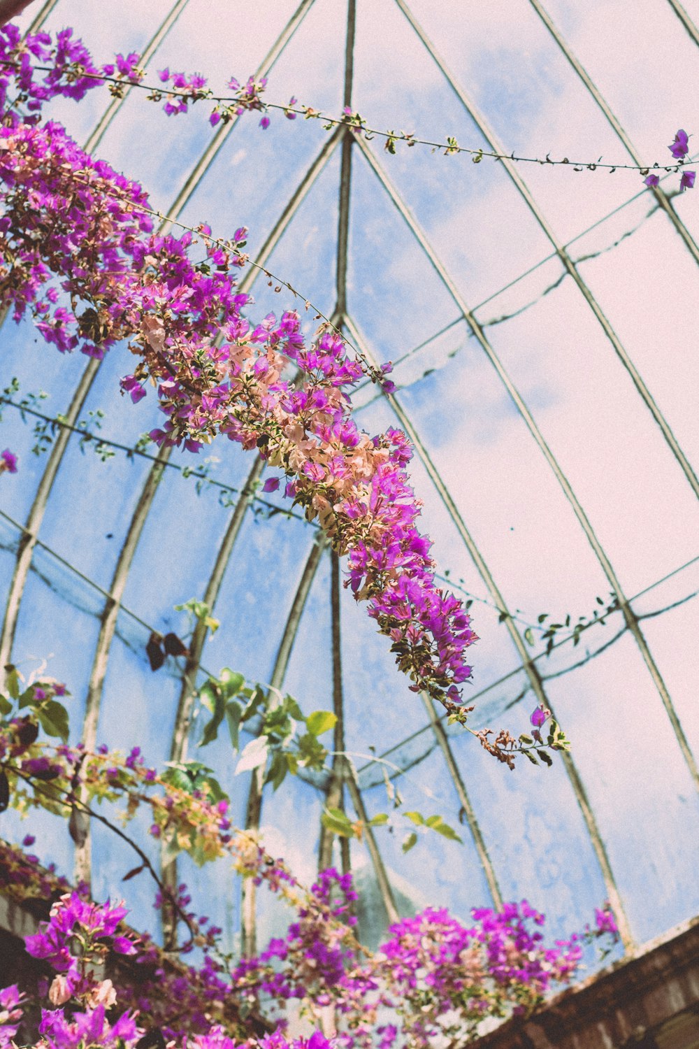 ピンクの花びらの花のセレクティブフォーカス撮影