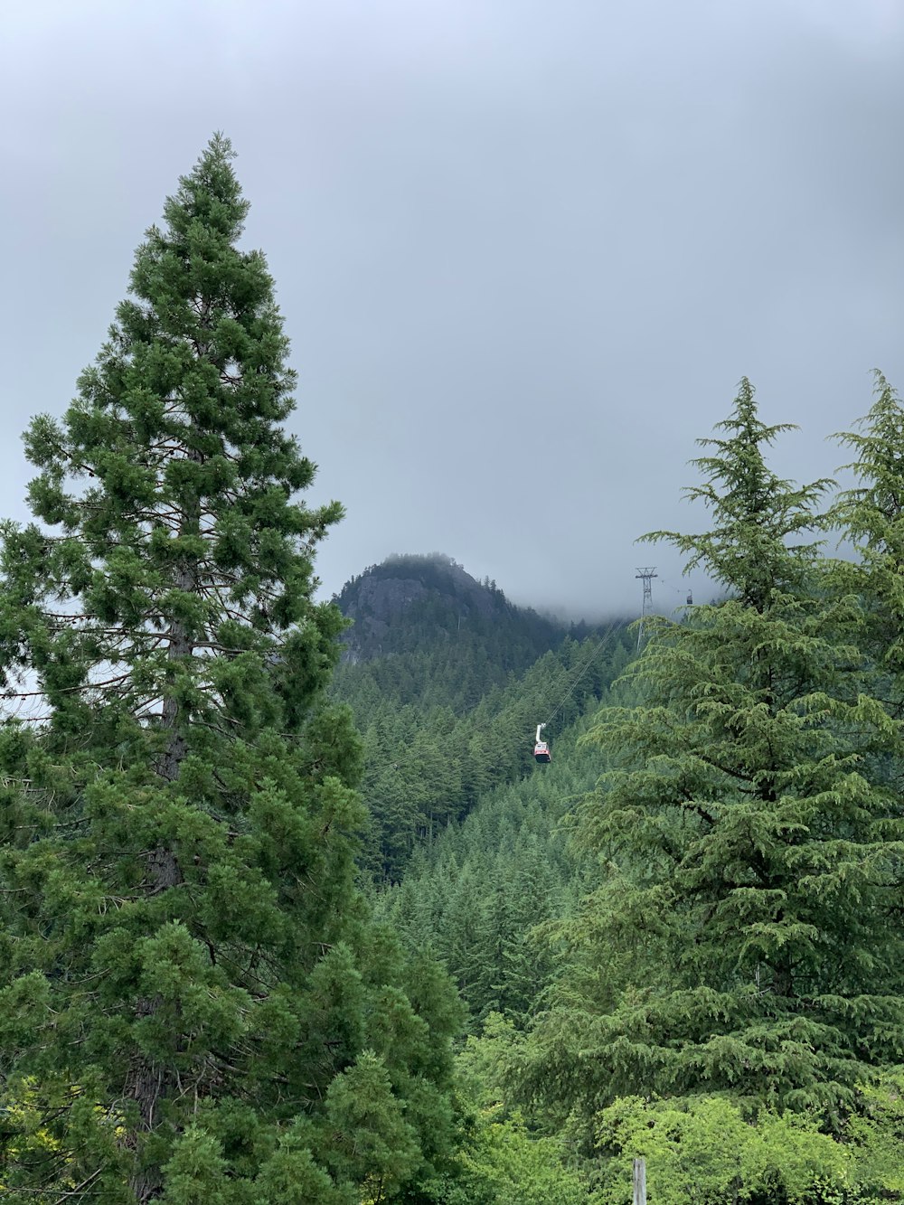 shallow focus photo of green trees