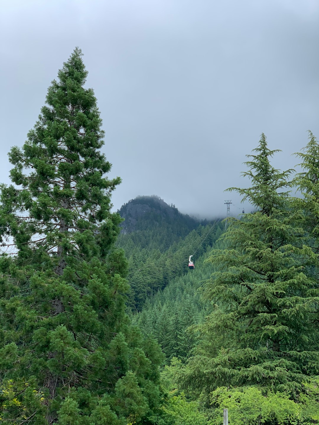 Tropical and subtropical coniferous forests photo spot Grouse Mountain Skyride Stawamus Chief