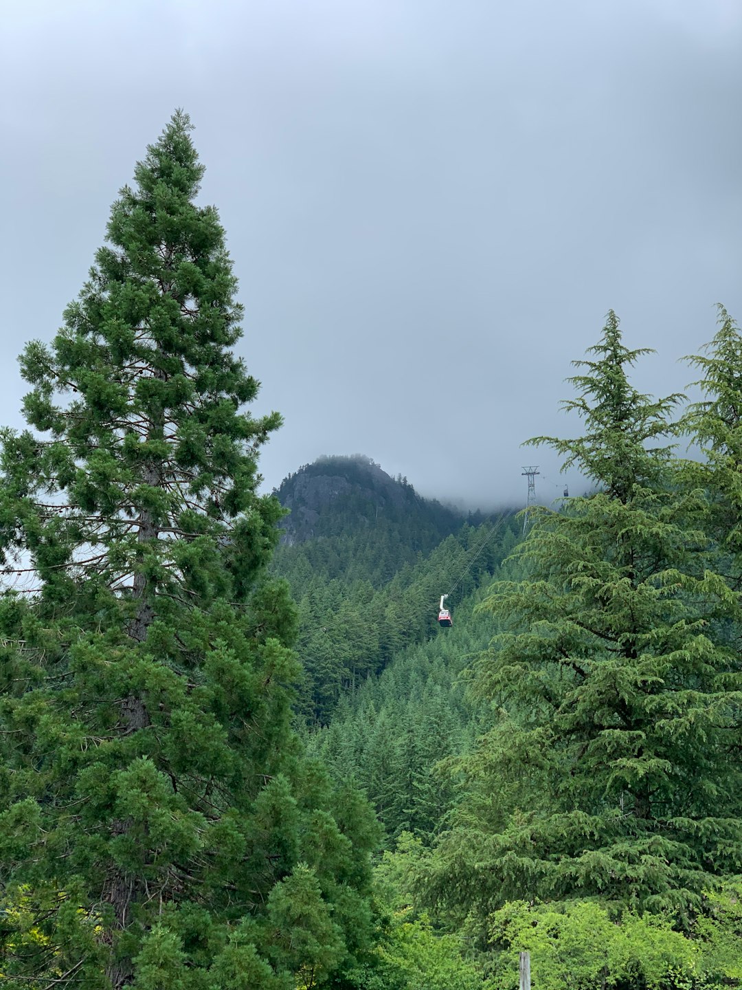 Tropical and subtropical coniferous forests photo spot Grouse Mountain Skyride Horseshoe Bay Ferry Terminal