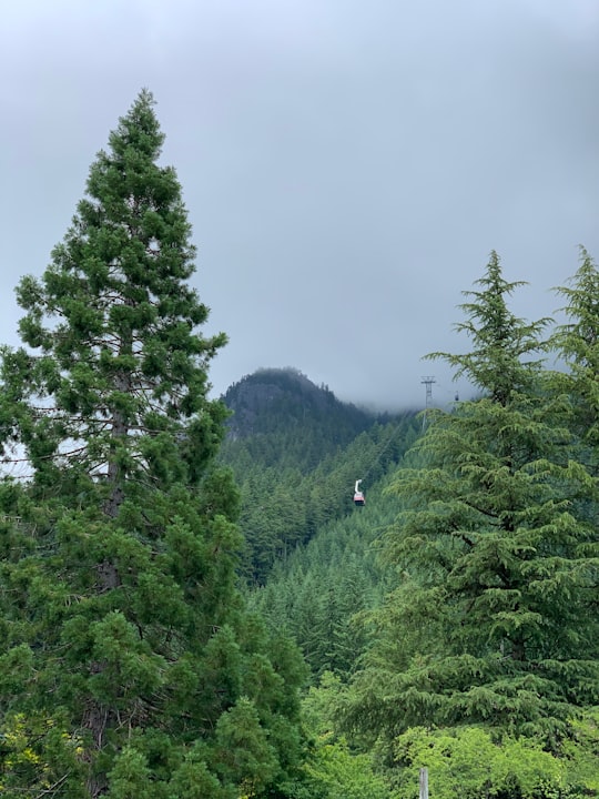 shallow focus photo of green trees in Grouse Mountain Skyride Canada
