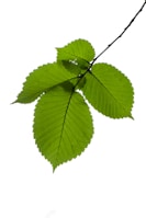 four connected leaves as a symbol of improved communication through couples therapy