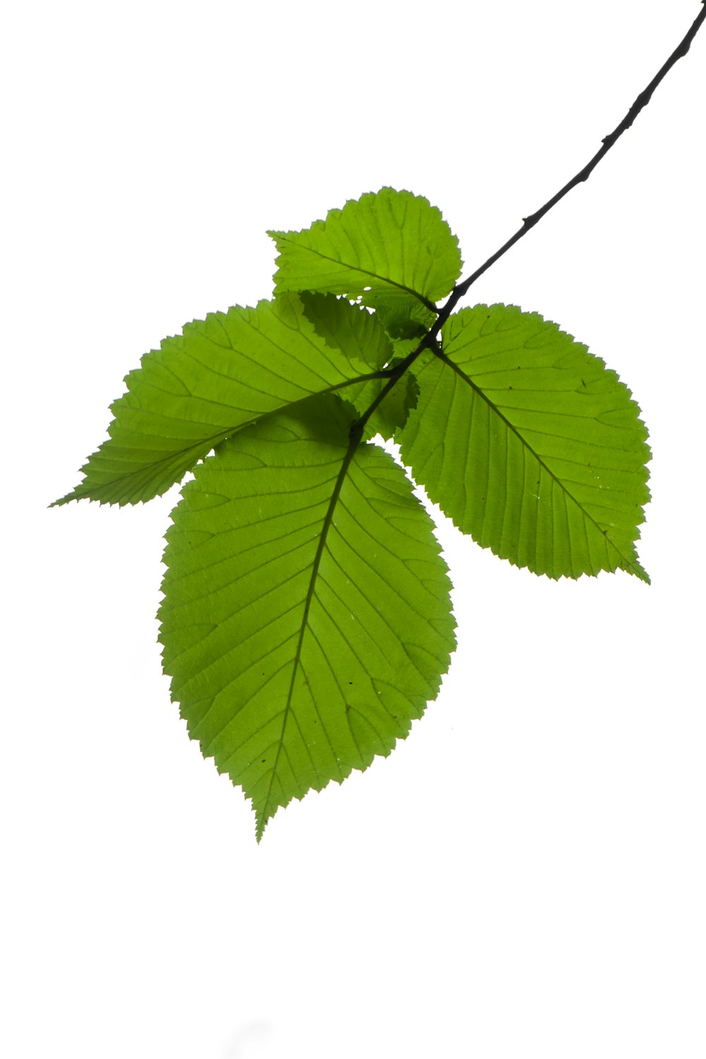 green leaves