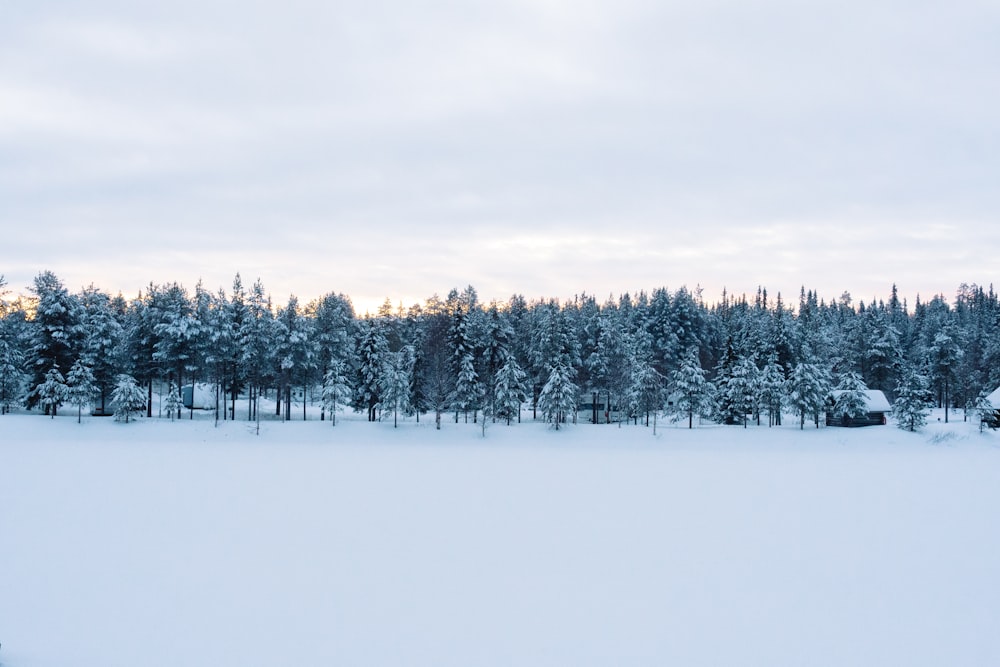 houses, field, and trees covered with snow