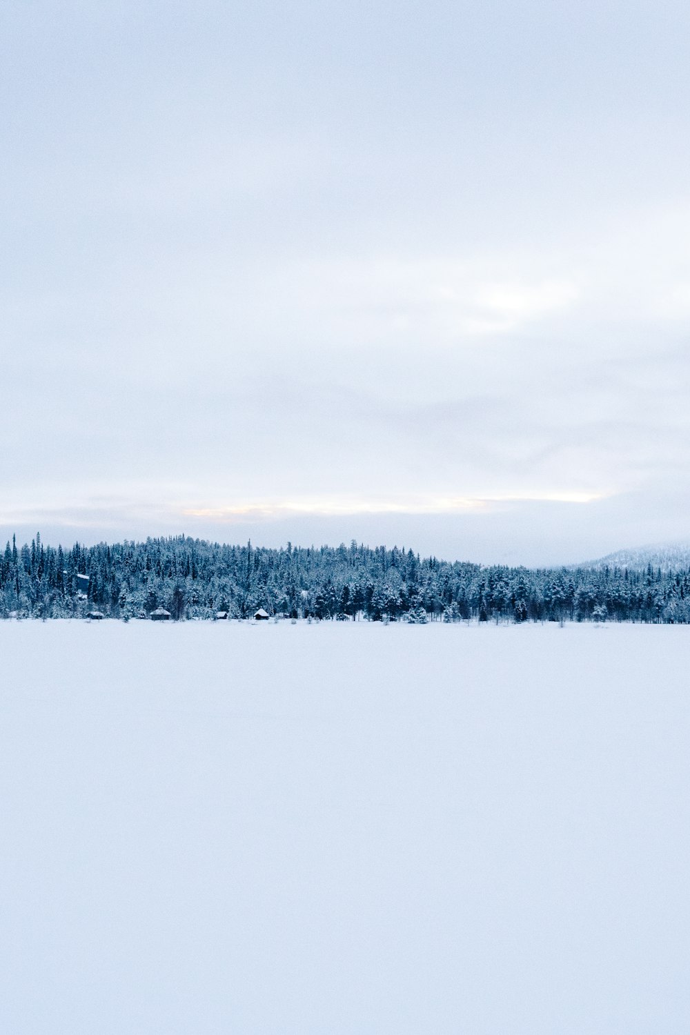 forest on snowfield during day