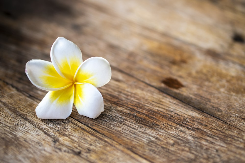 white and yellow flower on wooden surface