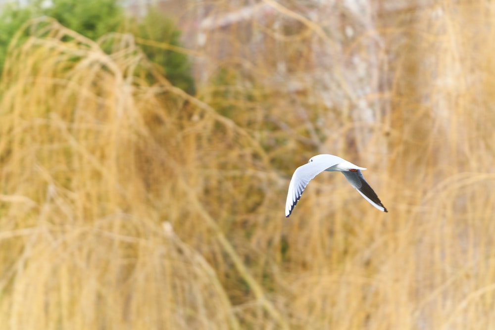 Weißer Vogel, der tagsüber über Pflanzen fliegt