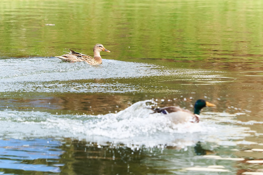 Enten, die auf einem Gewässer treiben