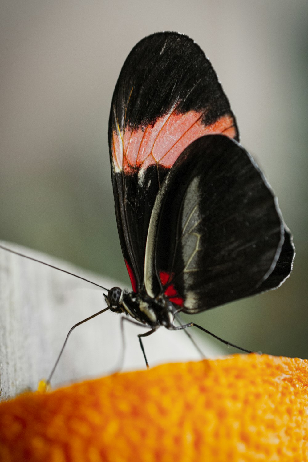 Foto de enfoque superficial de mariposa negra y rosa
