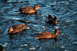 Waterfowl Hunting: (Duck calls, decoys, blinds, waders)