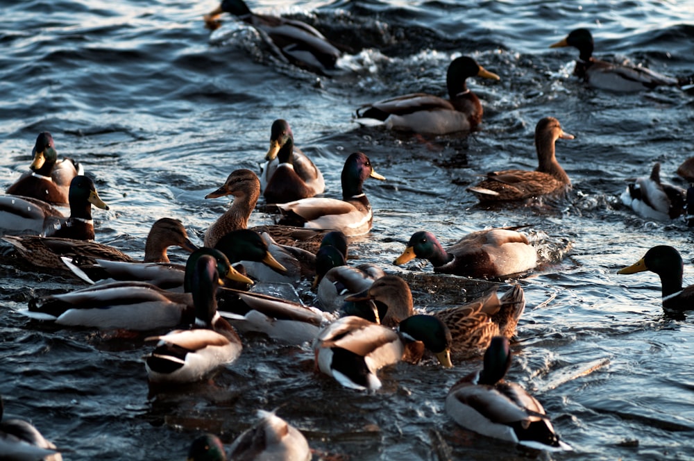 flocks of ducks on body of water