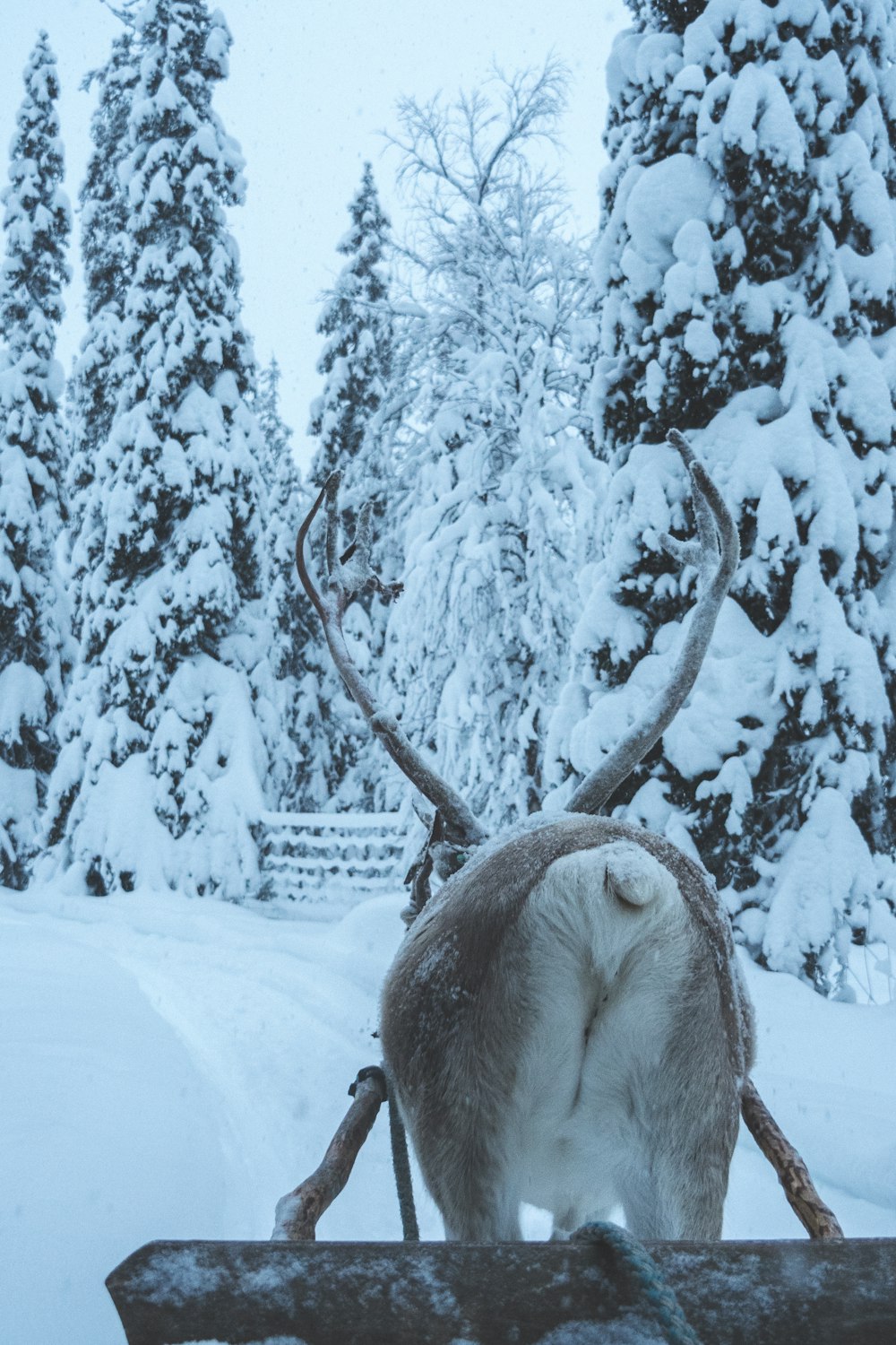 antler carrying log on snowy field near trees covered with snow