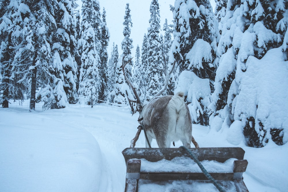 shallow focus photo of snow covered mountains