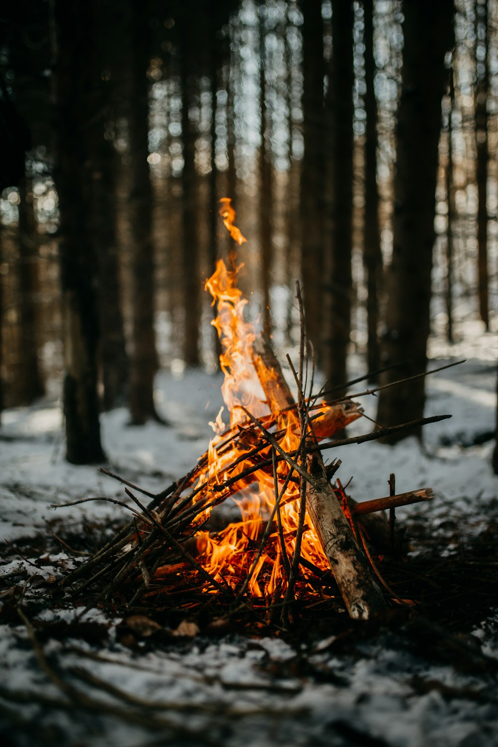 selective focus photography of small fire of wood