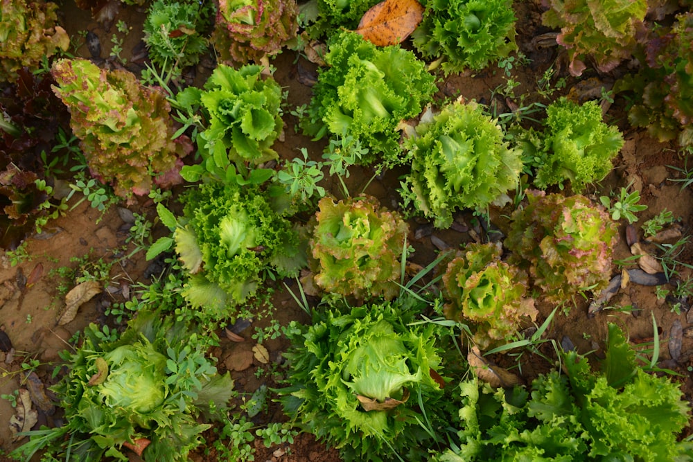 top-view photography of green vegetables