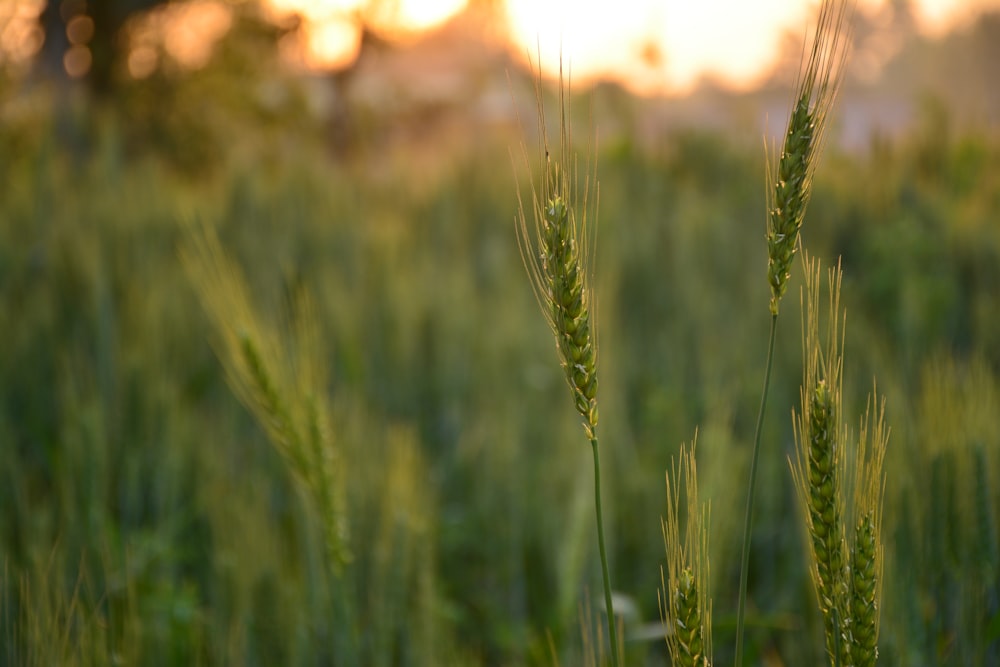 selective focus photography of green plants during daytime