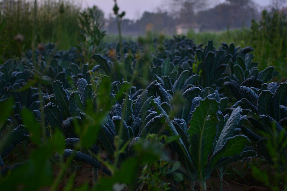 selective photography of green vegetables during daytime