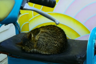 A tabby cat is curled up sleeping on a black seat, situated within what appears to be a colorful scooter setting. The background includes a bright and vibrant pattern with yellow and pink hues, adding a cheerful element to the scene.