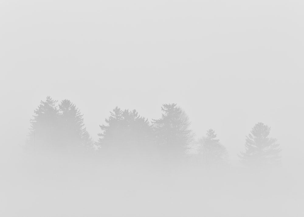 trees and fog