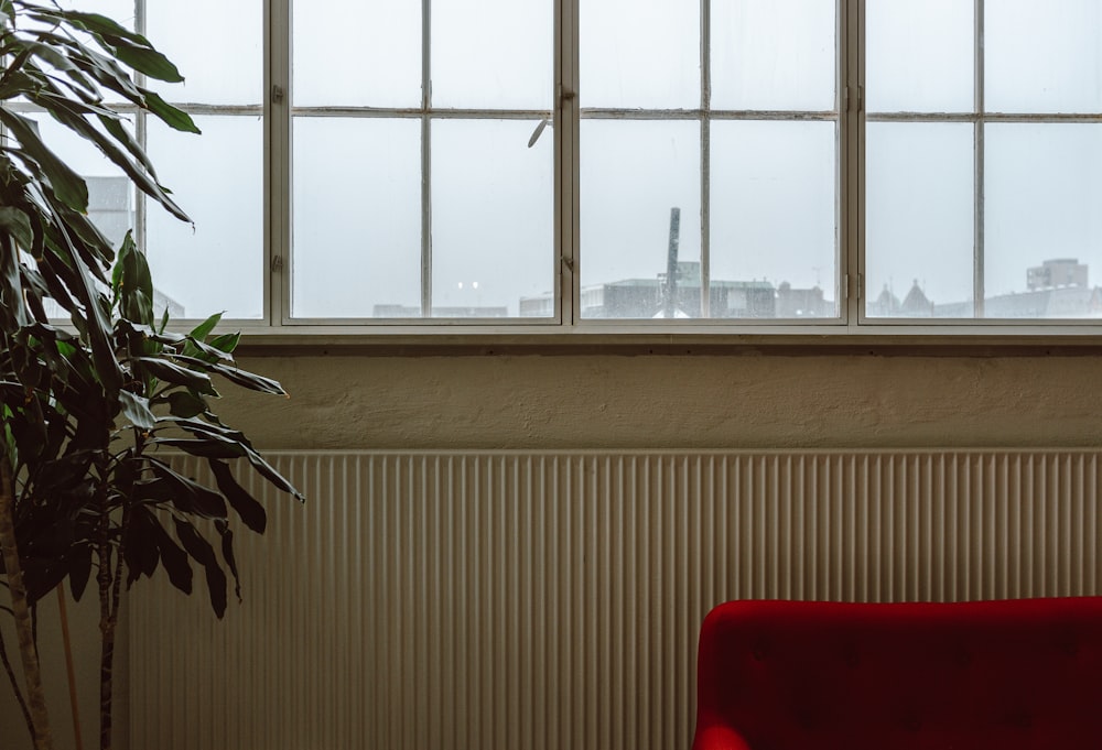 green leaf indoor plant near glass walled window