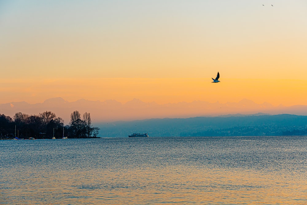 time-lapse photography of a bird flying over the sea during golden hour