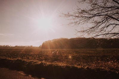 Sunlit open land plot with sparse trees and clear sky