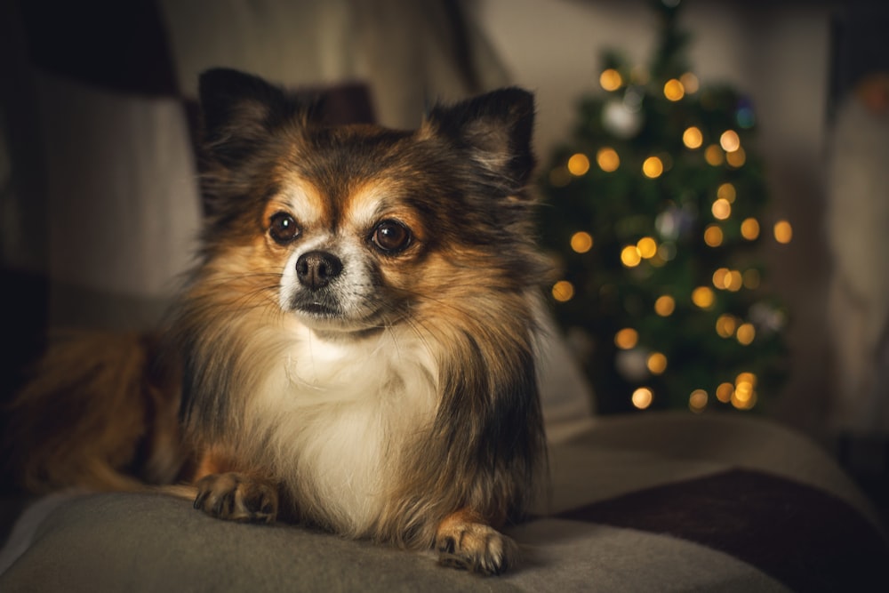 fotografia macro del cane di Pomerania marrone e bianco