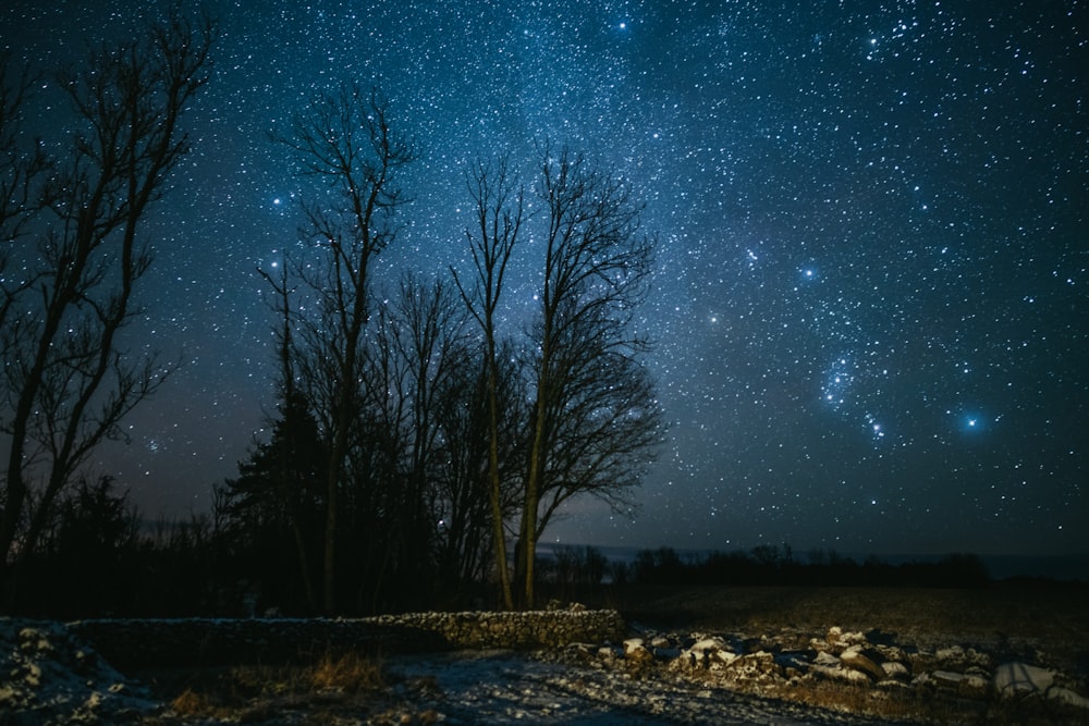 green leaf trees viewing sky during night time