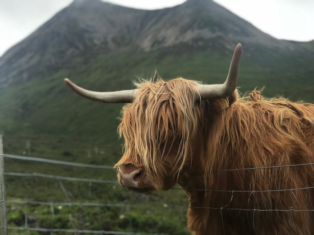 macro photography of brown yak near gray metal fence