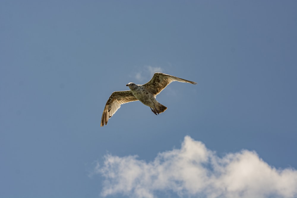 seagull bird flying in the sky