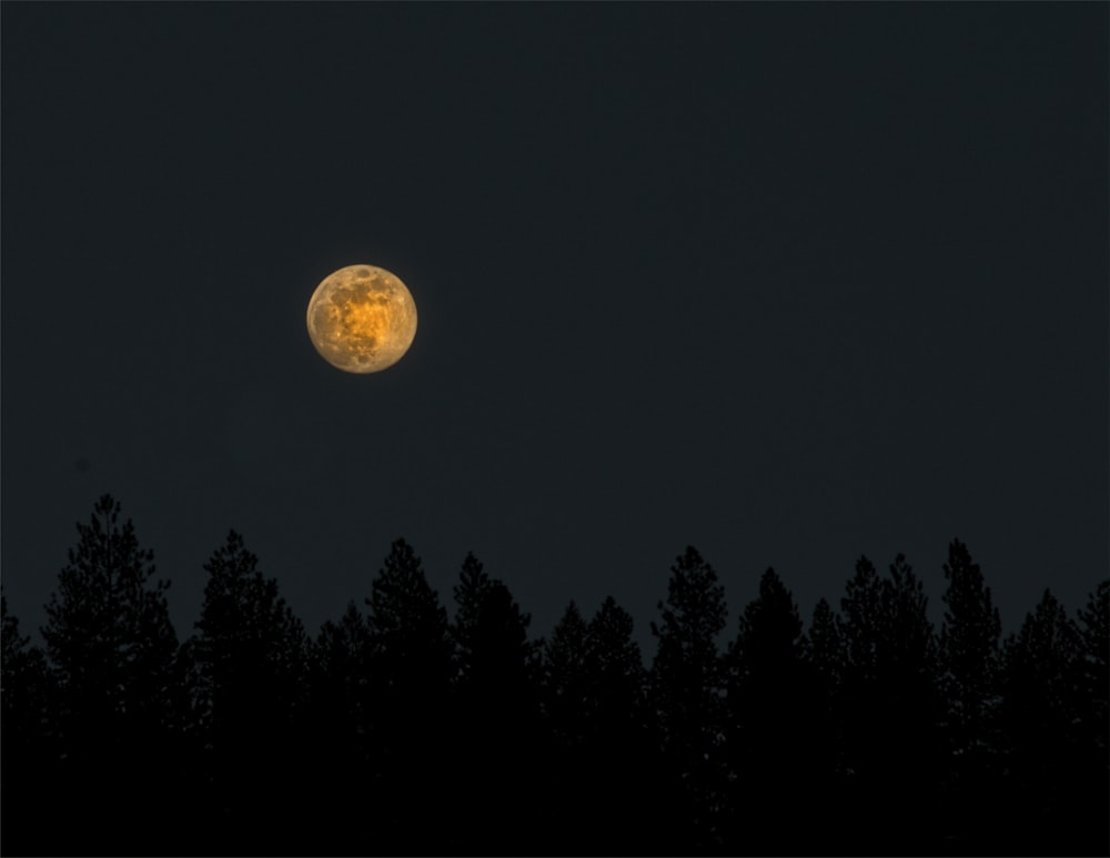 full moon during night time