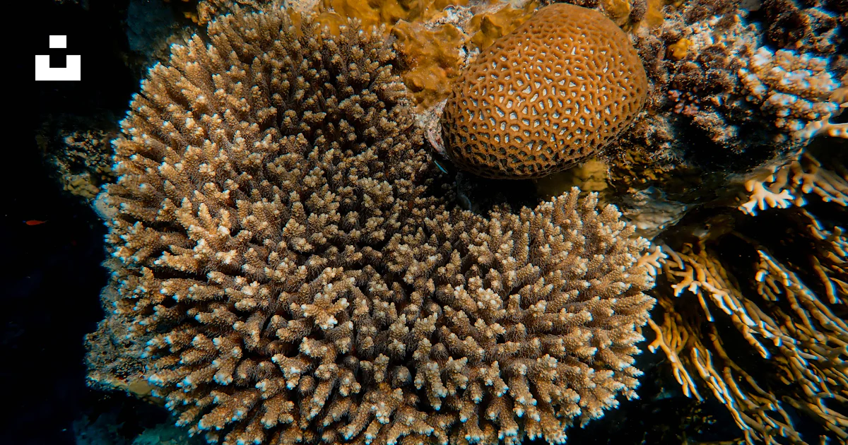 Brown coral reef shell photo – Free Red sea Image on Unsplash