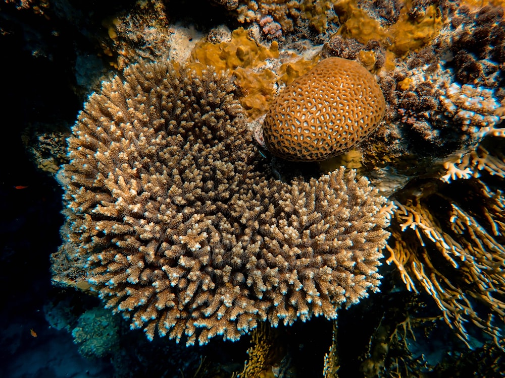 brown coral reef shell