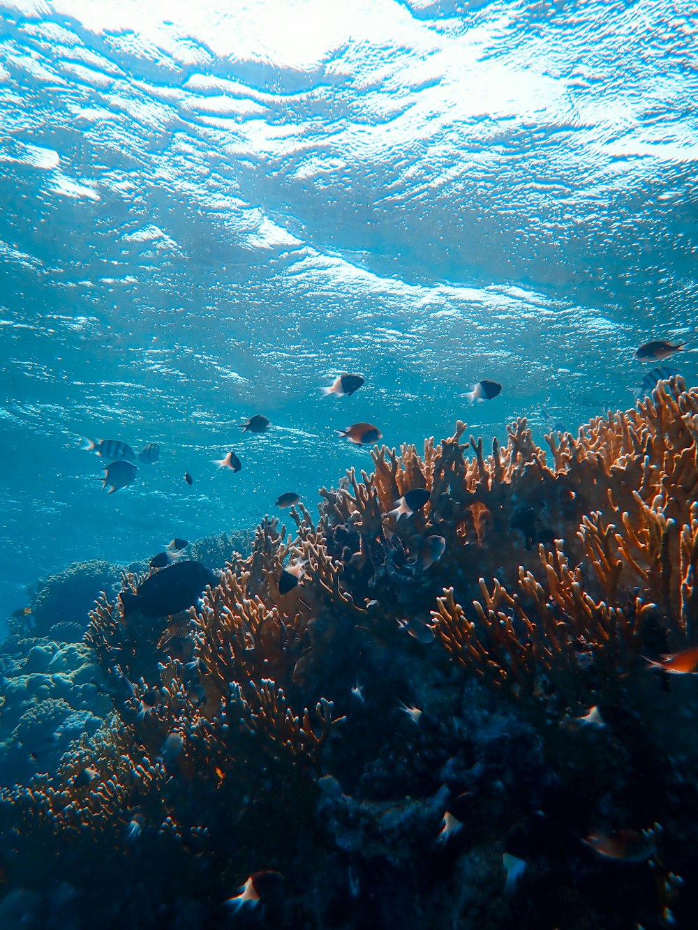 underwater photography of fishes beside coral reefs