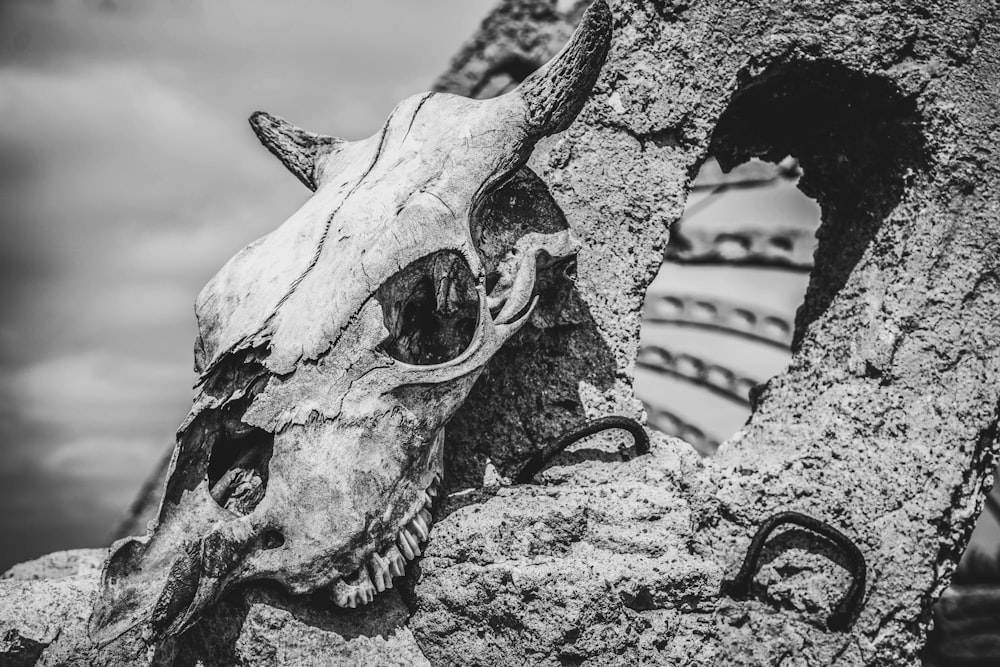 grayscale photography of animal skull on rock