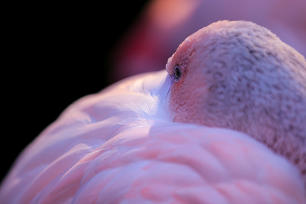 shallow focus photo of white bird