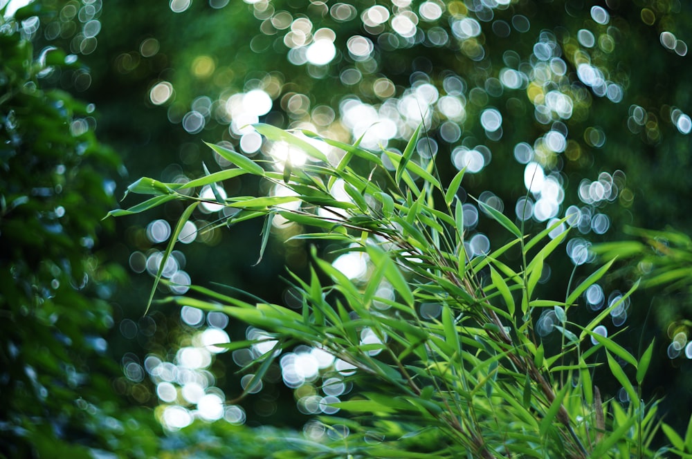 macro photography of green bamboo gras