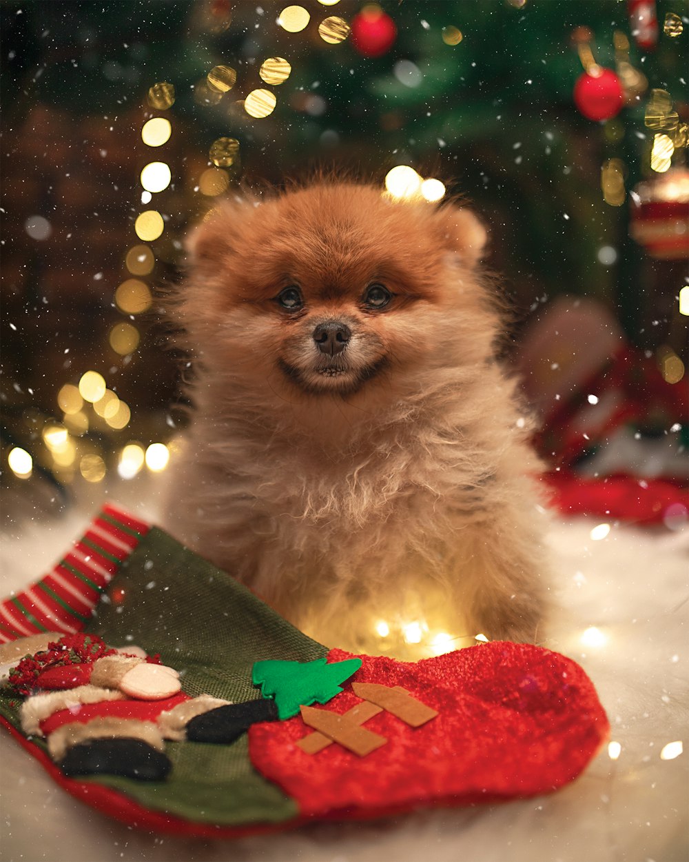 selective focus photography of brown dog in front of red Christmas stocking