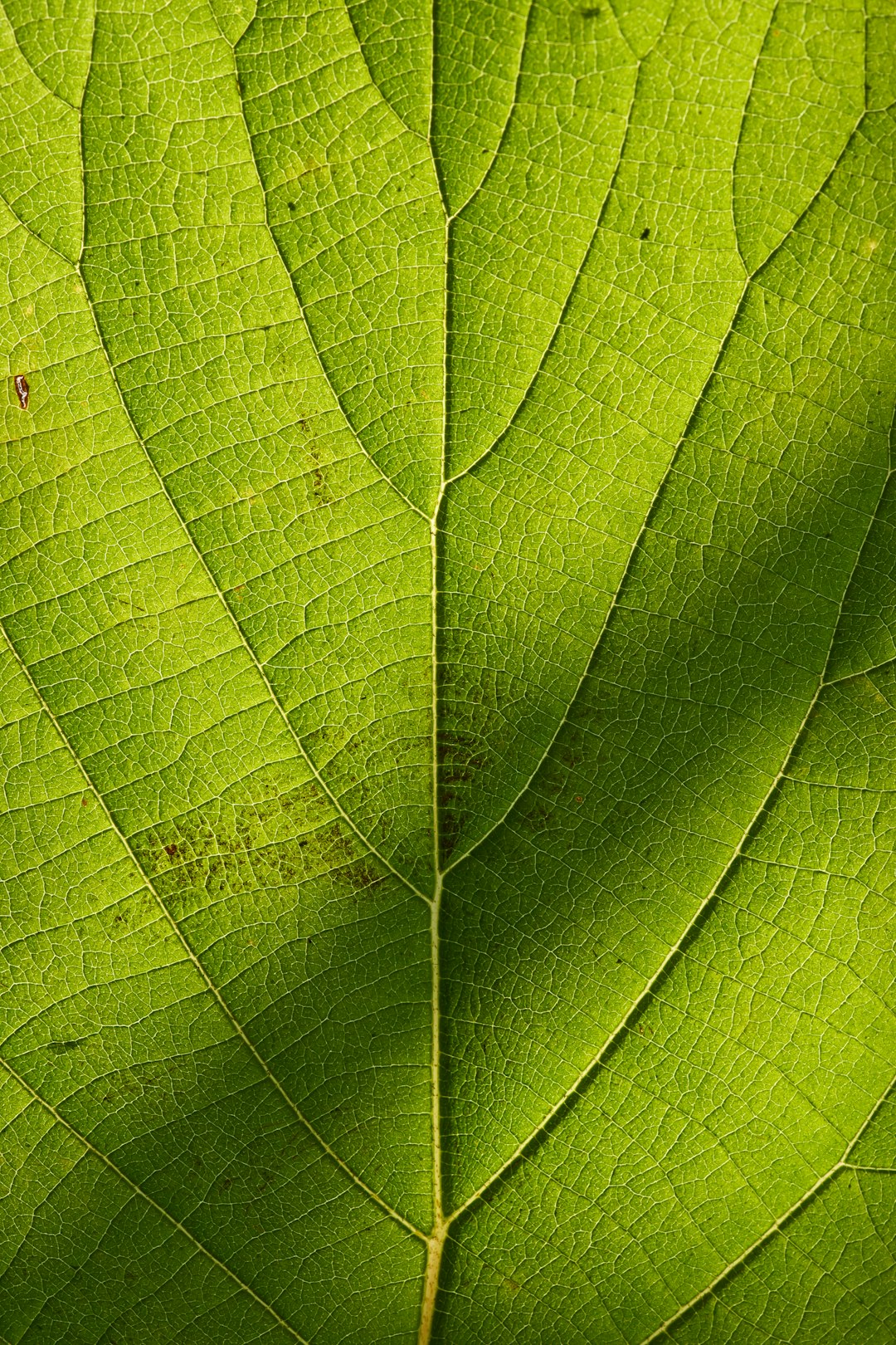 green leaf