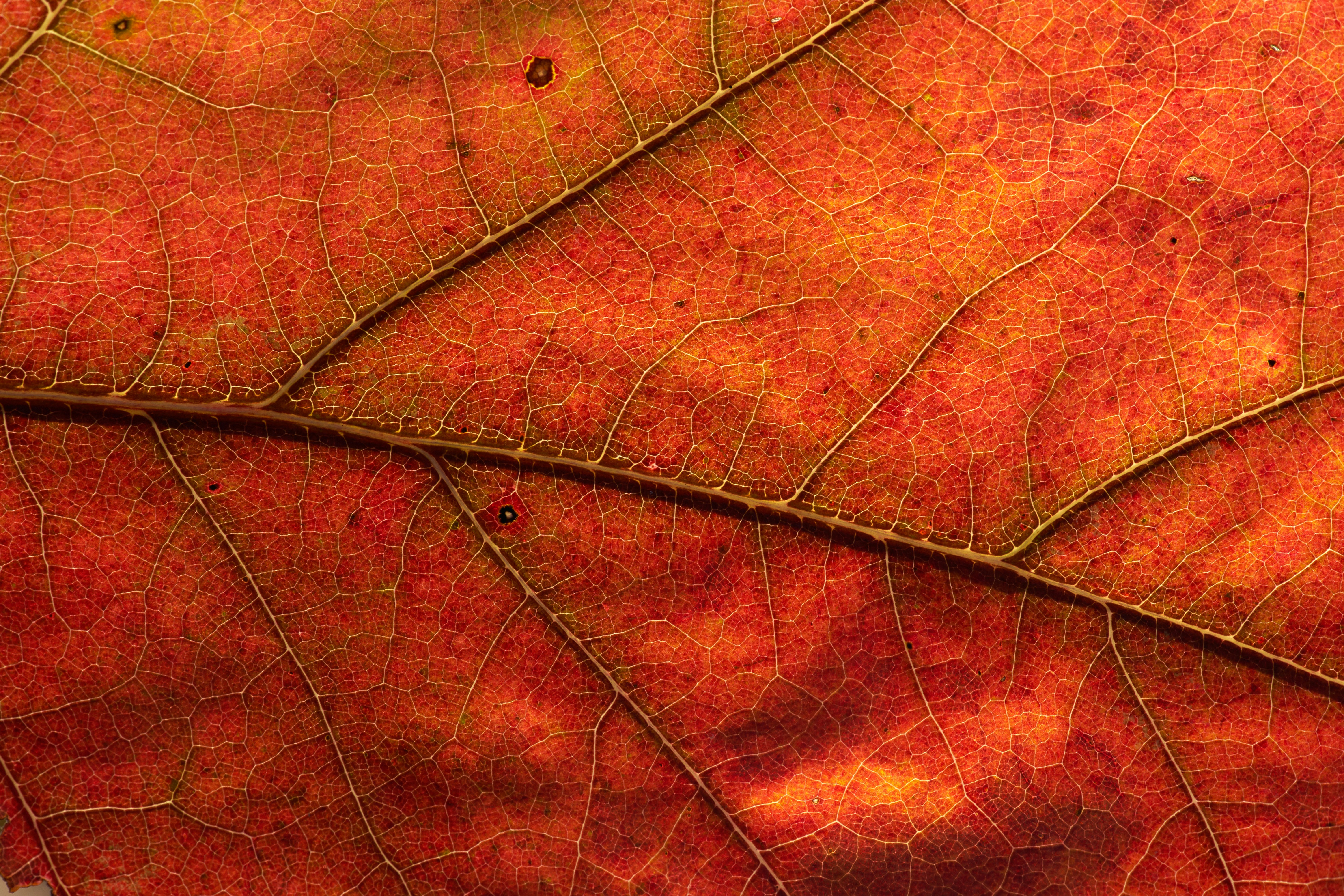 brown leaf