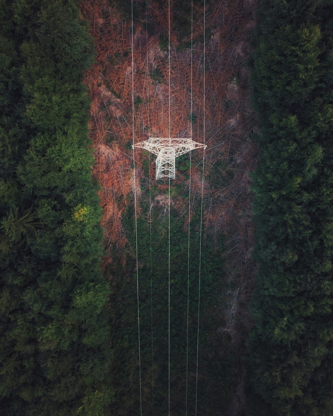 photo of Lupeni Forest near Retezat