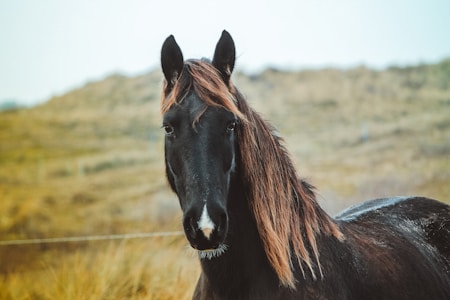 A dark-colored horse with long, flowing mane stands in a natural setting with grassy hills in the background, looking towards the camera.