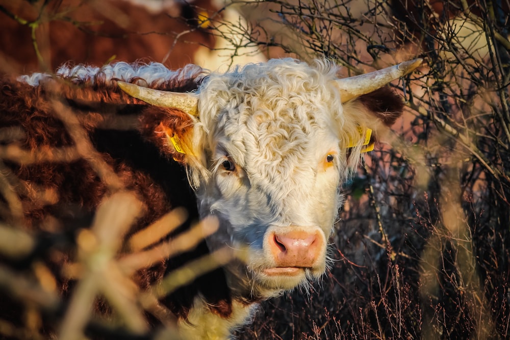 Photographie sélective de bovins blancs et bruns pendant la journée