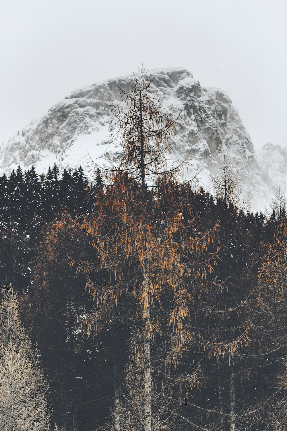 arbres verts sur la montagne enneigée